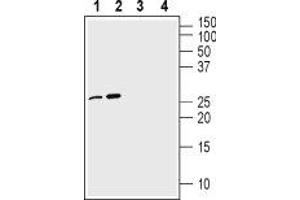 Western blot analysis of 100 ng Recombinant mouse proNGF protein (ABIN7482122, ABIN7491865, ABIN7491866, ABIN7491867, ABIN7491868, ABIN7491869, ABIN7491870, ABIN7491871 and ABIN7491872) (lanes 1 and 3) and Recombinant human proNGF protein (ABIN7482126, ABIN7491883, ABIN7491884, ABIN7491885, ABIN7491886, ABIN7491887, ABIN7491888, ABIN7491889 and ABIN7491890) (lanes 2 and 4):1-2. (Nerve Growth Factor (NGF) Peptide)
