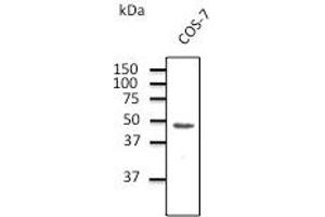 Endogenous CX43 detected  at dilution 1/1,000 dilution;lysate at 100 µg per lane and rabbit polyclonal to goat lgG (HRP) at 1/10,000 dilution.