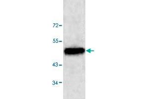 Western blot analysis of HeLa cell lysate with NUCB1 polyclonal antibody  at 1 : 500 dilution. (Nucleobindin 1 anticorps  (C-Term))
