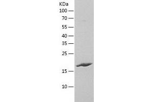 Western Blotting (WB) image for Peroxiredoxin 2 (PRDX2) (AA 1-198) protein (His tag) (ABIN7124362)
