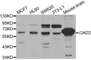 Western blot analysis of extracts of various cell lines, using GAD2 antibody. (GAD65 anticorps  (AA 401-585))