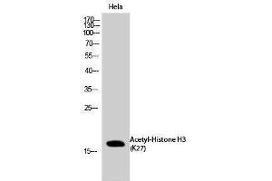 Western Blotting (WB) image for anti-Histone 3 (H3) (H3K27ac) antibody (ABIN6280295) (Histone 3 anticorps  (H3K27ac))