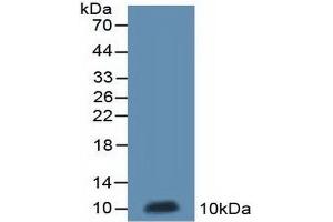 Western blot analysis of recombinant Rat ND5. (MT-ND5 anticorps  (AA 425-562))