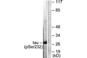 Western blot analysis of extracts from HeLa cells, using 14-3-3 thet/tau (Phospho-Ser232) Antibody. (14-3-3 theta anticorps  (pSer232))