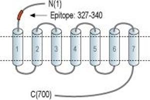 Representative domain view of the target of ABIN7885119.