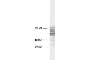 dilution: 1 : 1000, sample: mouse brain homogenate (tau anticorps  (AA 3-214))
