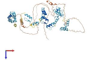 AlphaFold protein structure predicition of Human Recombinant ZBTB48 Protein, UniprotID P10074