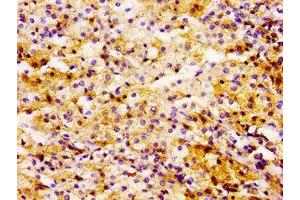 Immunohistochemistry of paraffin-embedded human adrenal gland tissue using ABIN7174468 at dilution of 1:100 (UBE2L3 anticorps  (AA 1-154))