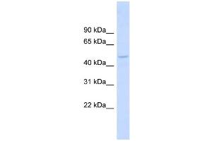 WB Suggested Anti-DBNL Antibody Titration: 0. (DBNL anticorps  (Middle Region))