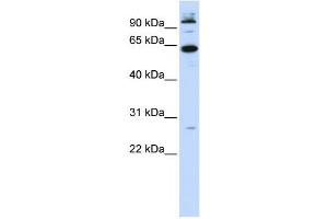 Western Blotting (WB) image for anti-MNT, MAX Dimerization Protein (MNT) antibody (ABIN2458395) (MNT anticorps)