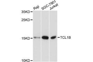 Western blot analysis of extracts of various cell lines, using TCL1B antibody. (TCL1B anticorps)
