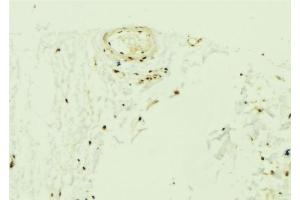 ABIN6275693 at 1/100 staining Mouse muscle tissue by IHC-P. (ZNF592 anticorps  (Internal Region))