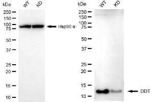 Western blotting analysis using DDT antibody (ABIN7798269).