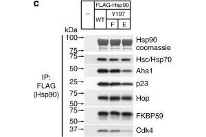 Assembly of complexes of Cdc37 and Hsp90 phosphomimetic variants with clients and cochaperones. (FKBP4 anticorps)