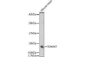 Western blot analysis of extracts of Mouse heart, using TOMM7 antibody (ABIN7270933) at 1:1000 dilution. (TOMM7 anticorps  (AA 1-55))