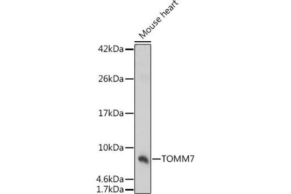 TOMM7 anticorps  (AA 1-55)