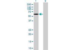 Western Blot analysis of P2RX4 expression in transfected 293T cell line by P2RX4 MaxPab polyclonal antibody.
