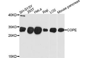 Western blot analysis of extracts of various cell lines, using COPE antibody (ABIN4903347) at 1:1000 dilution. (COPE anticorps)