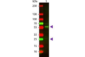 Goat anti-Cow IgG (Heavy & Light Chain) antibody (Texas Red (TR))