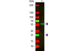 Western Blot of Goat anti-Bovine IgG Texas Red Conjugated Secondary Antibody. (Chèvre anti-Boeuf (Vache) IgG (Heavy & Light Chain) Anticorps (Texas Red (TR)) - Preadsorbed)