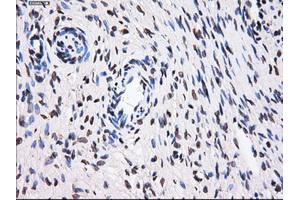 Immunohistochemical staining of paraffin-embedded colon tissue using anti-BTN3A2 mouse monoclonal antibody. (BTN3A2 anticorps)