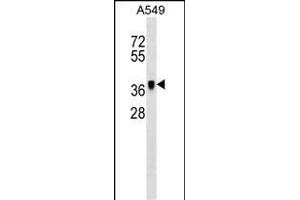 MET Antibody (ABIN1539798 and ABIN2843775) western blot analysis in A549 cell line lysates (35 μg/lane). (METAP1 anticorps)