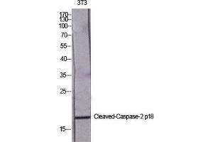 Western Blot (WB) analysis of specific cells using Cleaved-Caspase-2 p18 (G170) Polyclonal Antibody. (Caspase 2 p18 anticorps  (cleaved, Gly170))