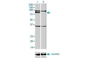 Western blot analysis of PRDM1 over-expressed 293 cell line, cotransfected with PRDM1 Validated Chimera RNAi (Lane 2) or non-transfected control (Lane 1). (PRDM1 anticorps  (AA 1-109))