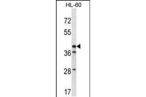 Western blot analysis in HL-60 cell line lysates (35ug/lane). (HSD3B1 anticorps  (N-Term))