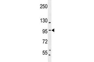 SP1 antibody western blot analysis in K562 lysate. (SP1 anticorps  (AA 677-707))