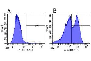 Flow-cytometry using anti-CD29 antibody K20   Human leukocytes were stained with an isotype control (panel A) or the rabbit-chimeric version of K20 ( panel B) at a concentration of 1 µg/ml for 30 mins at RT. (Recombinant ITGB1 anticorps)