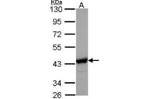 WB Image Sample (30 ug of whole cell lysate) A: Hep G2 , 10% SDS PAGE NANS antibody antibody diluted at 1:1000 (NANS anticorps  (Center))