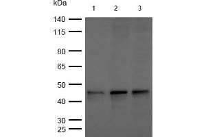 All lanes : Phospho-GSK3 beta (S9) Rabbit mAb at 1/1k dilution Lane 1 : Hela whole cell lysates Lane 2 : 293T whole cell lysates Lane 3 : MCF7 whole cell lysates Lysates/proteins at 20 μg per lane. (Recombinant GSK3 beta anticorps  (pSer9))