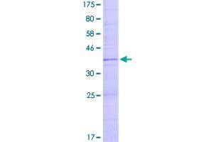 Image no. 1 for Histone Cluster 2, H4a (HIST2H4A) (AA 1-103) protein (GST tag) (ABIN1306715)
