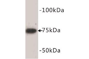 Western Blotting (WB) image for anti-Bone Morphogenetic Protein 2 (BMP2) antibody (ABIN1854839) (BMP2 anticorps)