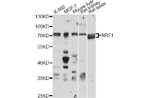 Western blot analysis of extracts of various cell lines, using NRF1 antibody (ABIN1876727) at 1:1000 dilution. (NRF1 anticorps)