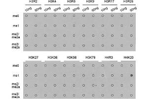 Dot-blot analysis of all sorts of methylation peptides using H4K20me1 antibody.