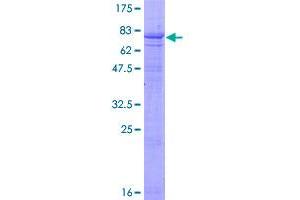 Image no. 1 for Dual-Specificity tyrosine-(Y)-phosphorylation Regulated Kinase 4 (DYRK4) (AA 1-520) protein (GST tag) (ABIN1352214)