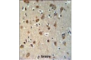 YMEL1 Antibody (N-term) (ABIN651076 and ABIN2840062) IHC analysis in formalin fixed and paraffin embedded brain tissue followed by peroxidase conjugation of the secondary antibody and DAB staining.