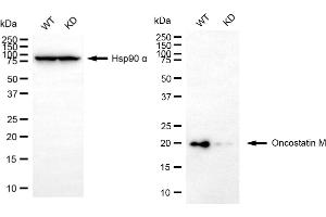 Western blotting analysis using oncostatin M antibody (ABIN7799703).
