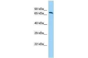 Host: Rabbit Target Name: GPR111 Sample Type: Fetal Brain lysates Antibody Dilution: 1. (GP111 anticorps  (N-Term))