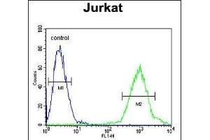 ACTB Antibody  flow cytometric analysis of Jurkat cells (right histogram) compared to a negative control cell (left histogram). (beta Actin anticorps)