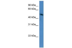 WB Suggested Anti-ZNF773 Antibody Titration:  0. (ZNF773 anticorps  (C-Term))