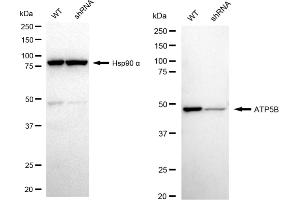 Western blotting analysis using ATP5B antibody (ABIN7797681).