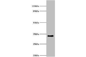 Western blot All lanes: Cell cycle checkpoint protein RAD1 antibody at 6 μg/mL + NIH/3T3 whole cell lysate Secondary Goat polyclonal to rabbit IgG at 1/10000 dilution Predicted band size: 32, 28, 8 kDa Observed band size: 32 kDa