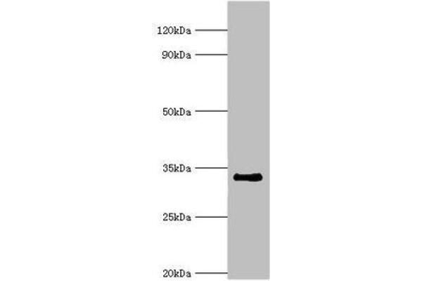 RAD1 anticorps  (AA 1-282)