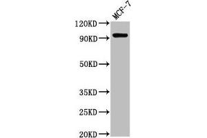 Western Blot Positive WB detected in: MCF-7 whole cell lysate All lanes: NCAM2 antibody at 2. (NCAM2 anticorps  (AA 209-333))