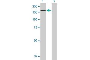 Western Blot analysis of DENND5A expression in transfected 293T cell line by DENND5A MaxPab polyclonal antibody. (DENND5A anticorps  (AA 1-1287))