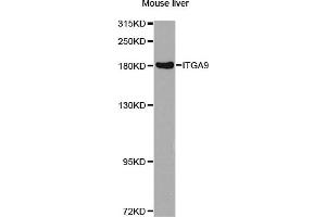 Western blot analysis of extracts of mouse liver, using ITGA9 antibody (ABIN2737002) at 1:1000 dilution. (ITGA9 anticorps)