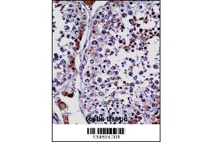 DUSP15 Antibody immunohistochemistry analysis in formalin fixed and paraffin embedded human testis tissue followed by peroxidase conjugation of the secondary antibody and DAB staining.